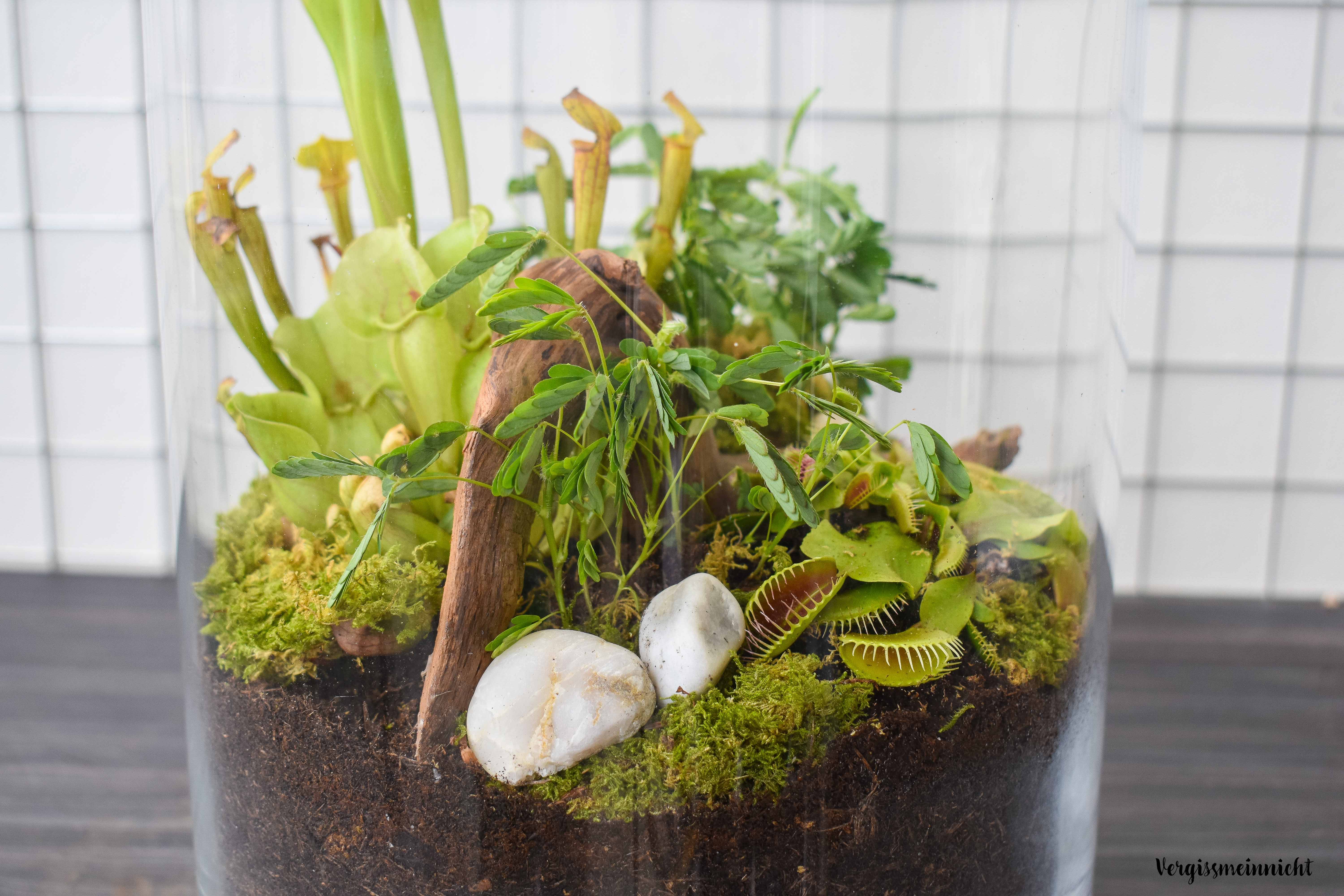Garten im Glas_7.1 Vergissmeinnnicht